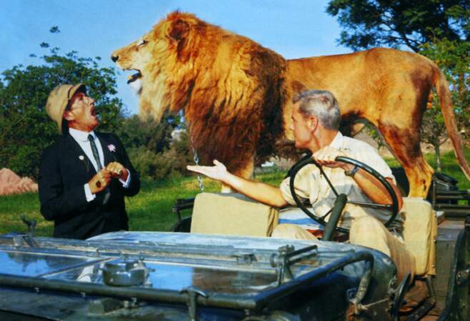Clarence le lion dans Daktari (1966)