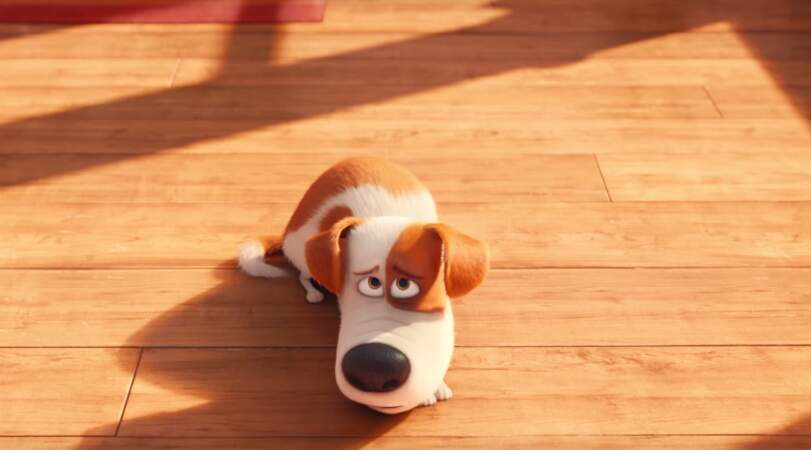 Avec son air de chien battu, Max, héros de Comme des bêtes (2016) est trop chou ! Non, il ne fait aucune bêtise